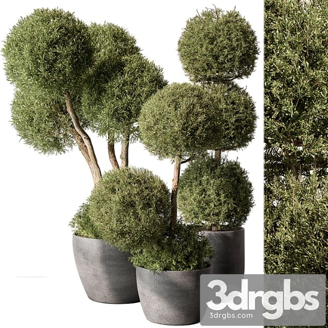 Outdoor Plant Set 414 Topiary Ball Plant in Pot 3dsmax Download - thumbnail 1