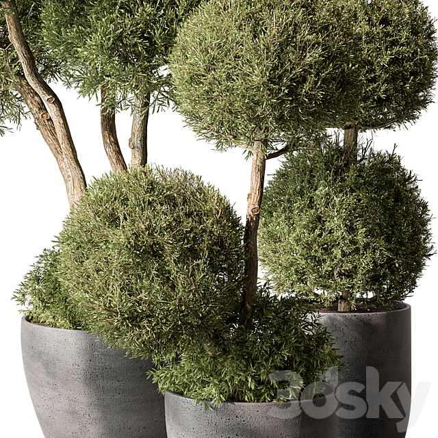 Outdoor Plant Set 414 – Topiary Ball Plant in Pot (Corona) 3DSMax File - thumbnail 2