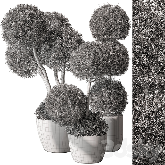 Outdoor Plant Set 414 – Topiary Ball Plant in Pot (Corona) 3DSMax File - thumbnail 4