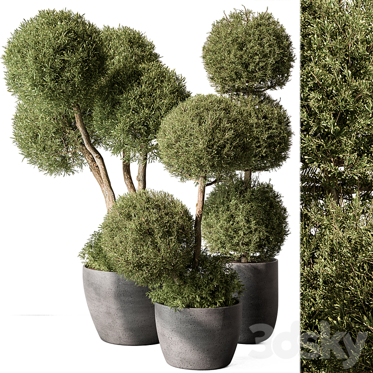Outdoor Plant Set 414 – Topiary Ball Plant in Pot (Vray) 3DS Max Model - thumbnail 1