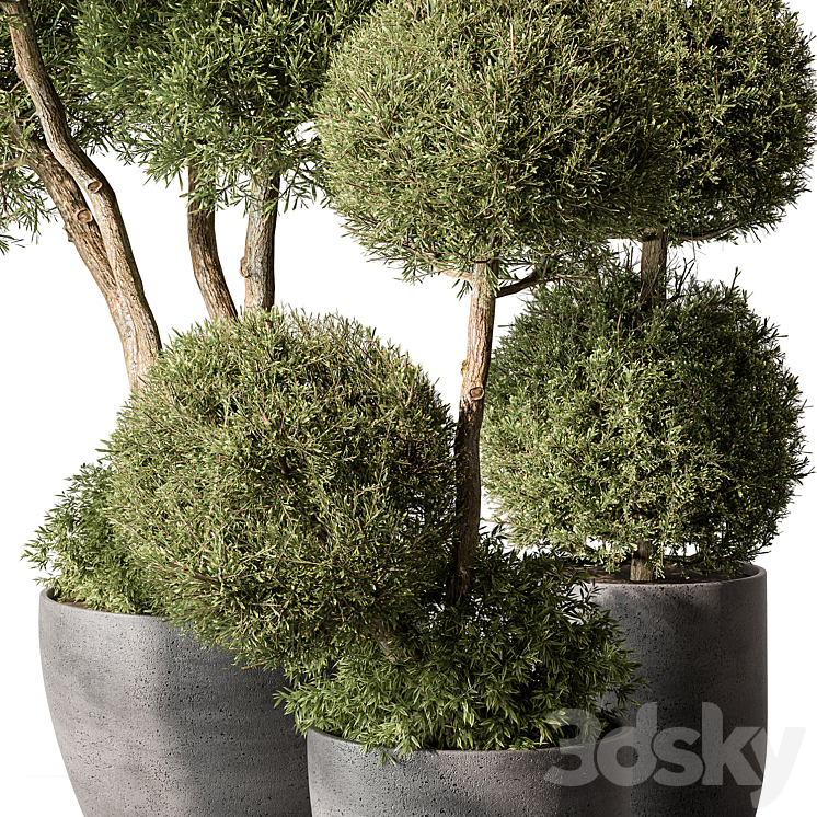 Outdoor Plant Set 414 – Topiary Ball Plant in Pot (Vray) 3DS Max Model - thumbnail 2
