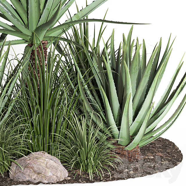 outdoor plant003 Aloevera Agave MacDougalii bush collection plant garden 3ds Max - thumbnail 2