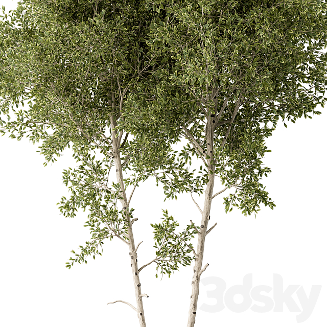 Outdoor Plants 472 – Tree in Pot 3ds Max - thumbnail 2