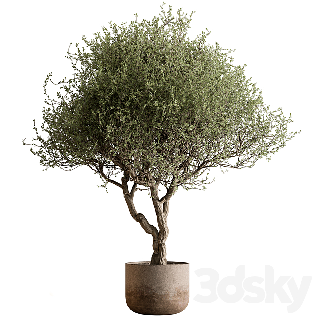 Outdoor Plants 594 – Tree in Pot 3ds Max - thumbnail 1