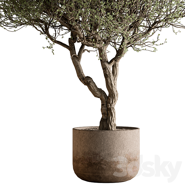 Outdoor Plants 594 – Tree in Pot 3ds Max - thumbnail 2