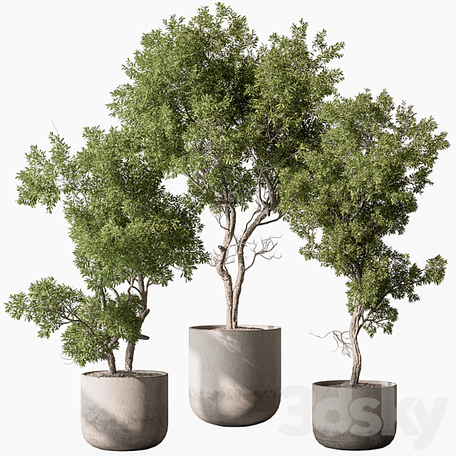 Outdoor Plants 627 – Tree in Pot 3ds Max - thumbnail 1