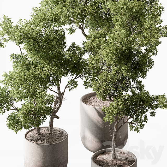 Outdoor Plants 627 – Tree in Pot 3ds Max - thumbnail 2