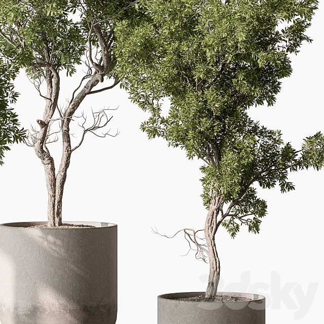 Outdoor Plants 627 – Tree in Pot 3ds Max - thumbnail 3