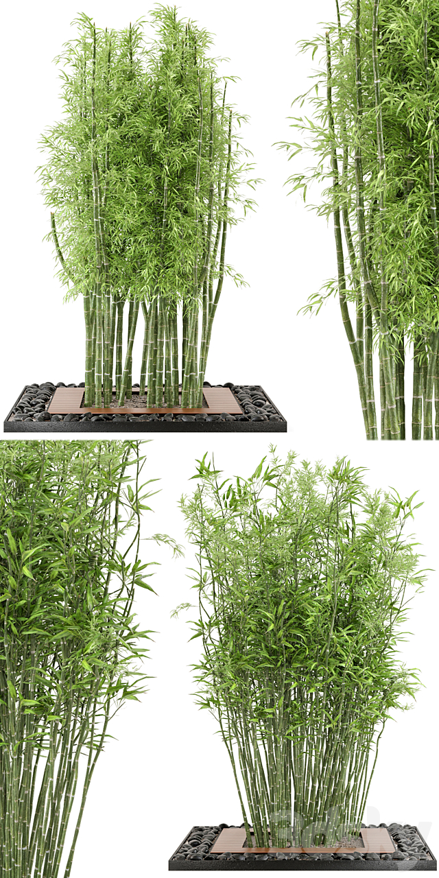 Outdoor Plants Bamboo Set Garden Set 21 3ds Max - thumbnail 3