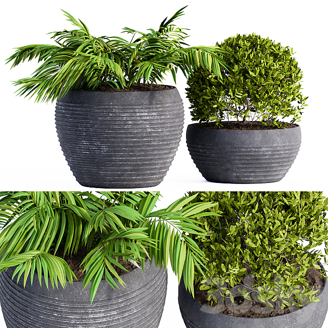 Outdoor Plants Black Pot 3ds Max - thumbnail 1