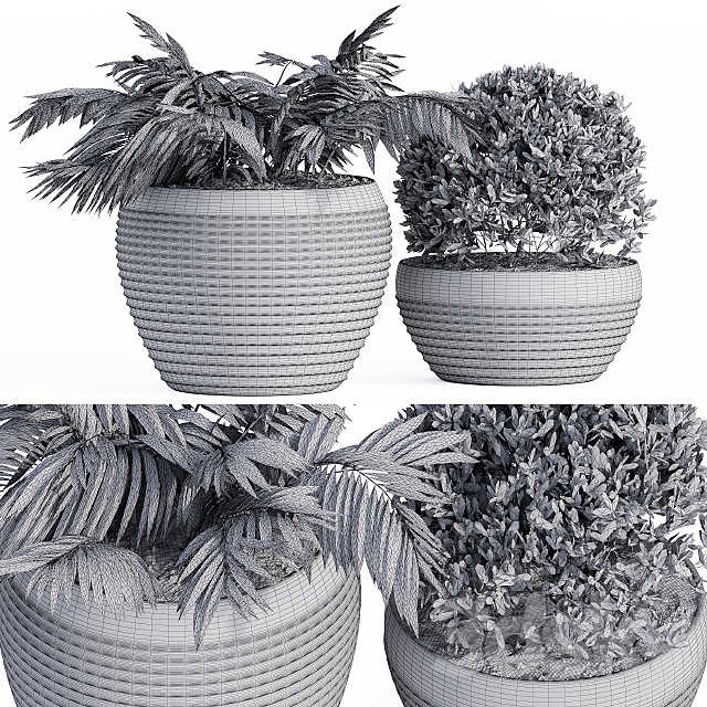 Outdoor Plants Black Pot 3ds Max - thumbnail 2