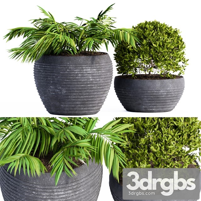 Outdoor Plants Black Pot 3dsmax Download - thumbnail 1