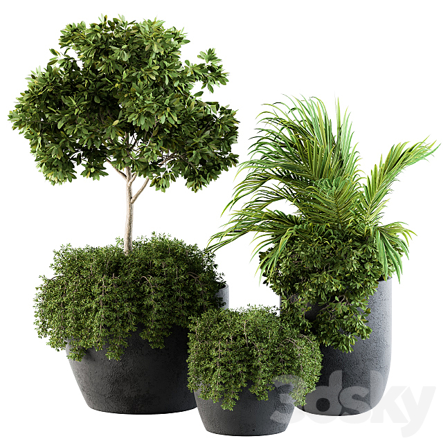 Outdoor Plants Broadleaf – Set 81 3DSMax File - thumbnail 1