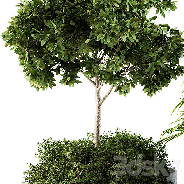 Outdoor Plants Broadleaf – Set 81 3DSMax File - thumbnail 3