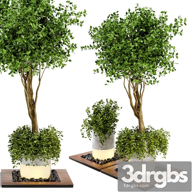 Outdoor plants bush & tree combination of wood & concrete pot – garden set 45 - thumbnail 1