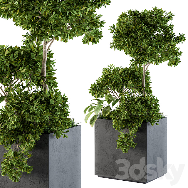 Outdoor Plants Concrete Box – Set 58 3ds Max - thumbnail 3