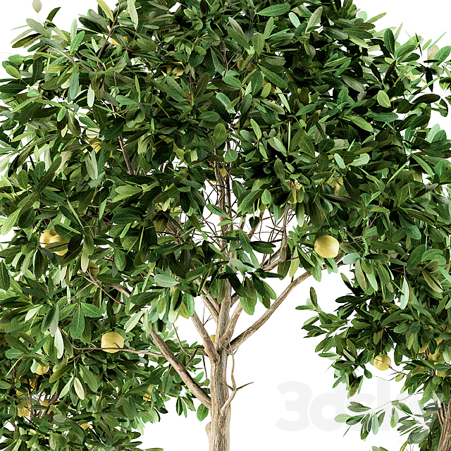 Outdoor Plants lemon tree – Set 97 3DS Max Model - thumbnail 4