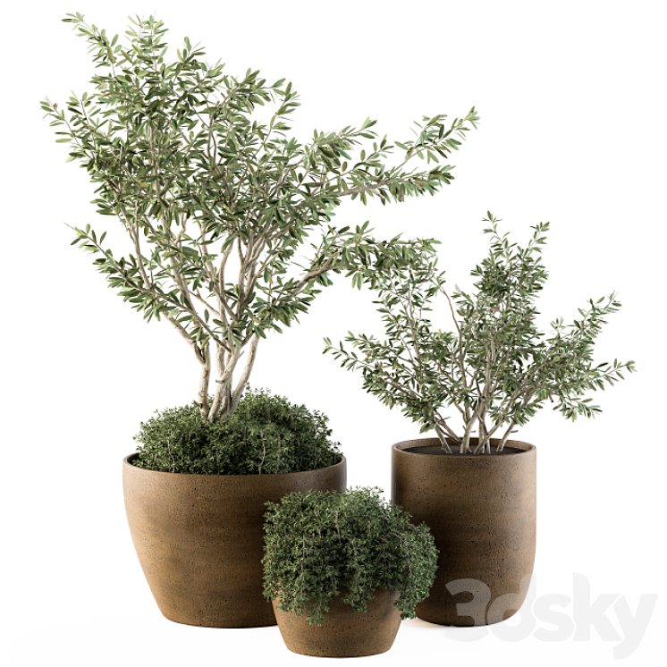 Outdoor Plants Olive – Set 79 3DS Max - thumbnail 1