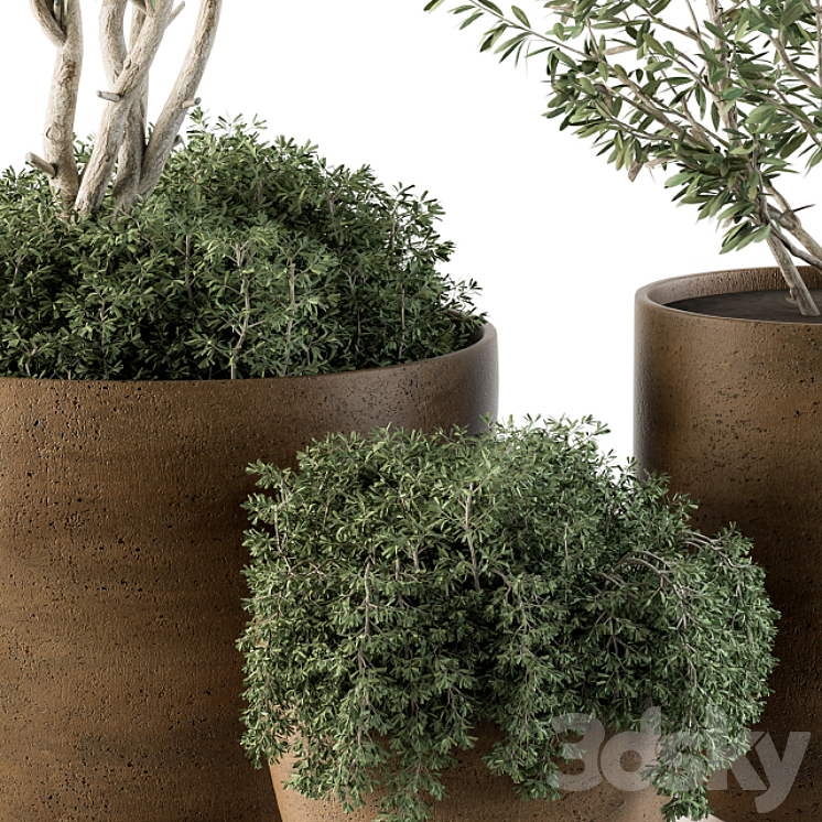 Outdoor Plants Olive – Set 79 3DS Max - thumbnail 2