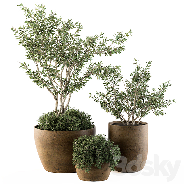 Outdoor Plants Olive – Set 79 3DSMax File - thumbnail 1