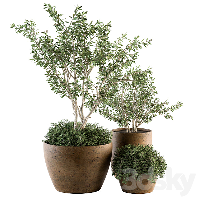 Outdoor Plants Olive – Set 79 3DSMax File - thumbnail 4