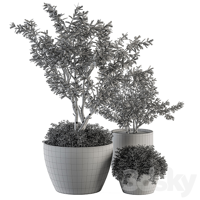 Outdoor Plants Olive – Set 79 3DSMax File - thumbnail 5