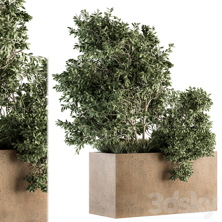 Outdoor Plants Olive – Set 82 3DS Max - thumbnail 1