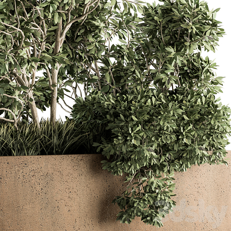 Outdoor Plants Olive – Set 82 3DS Max - thumbnail 2