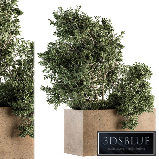 Outdoor Plants Olive – Set 82 3DS Max - thumbnail 3