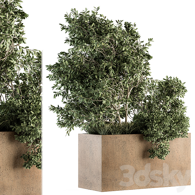 Outdoor Plants Olive – Set 82 3DS Max Model - thumbnail 1