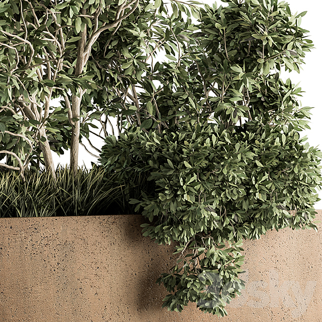 Outdoor Plants Olive – Set 82 3DS Max Model - thumbnail 2