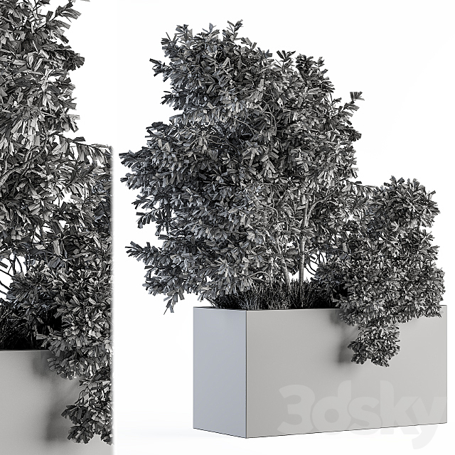 Outdoor Plants Olive – Set 82 3DS Max Model - thumbnail 4