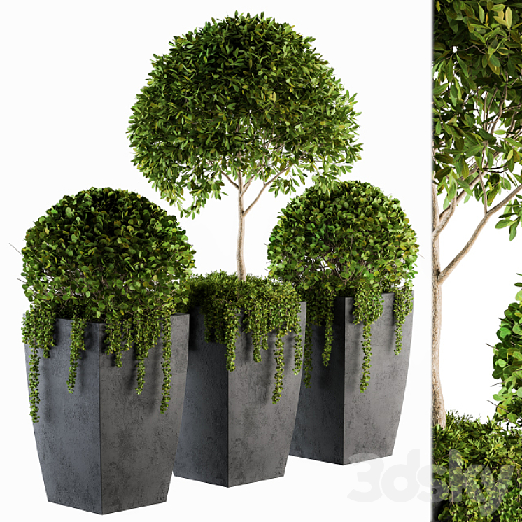 Outdoor Plants Round Topiary Tree – Set 75 3DS Max - thumbnail 1