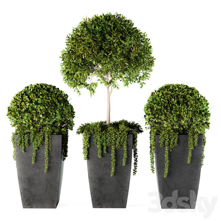 Outdoor Plants Round Topiary Tree – Set 75 3DS Max - thumbnail 2