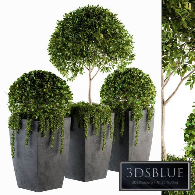 Outdoor Plants Round Topiary Tree – Set 75 3DS Max - thumbnail 3