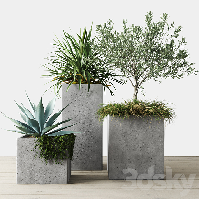 Outdoor Plants Set in Pottery Barn planters 3ds Max - thumbnail 1