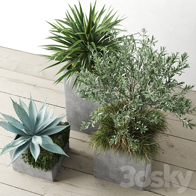 Outdoor Plants Set in Pottery Barn planters 3ds Max - thumbnail 2