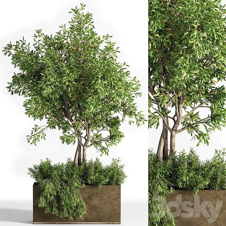 Outdoor plants tree 13 3DS Max Model - thumbnail 3