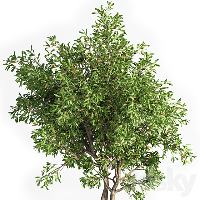 Outdoor plants tree 13 3DS Max Model - thumbnail 3