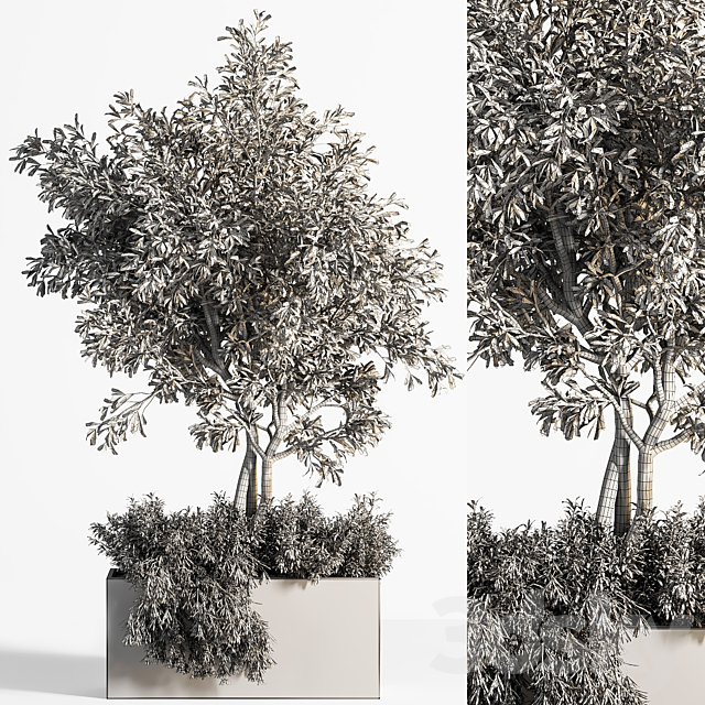 Outdoor plants tree 13 3DS Max Model - thumbnail 4