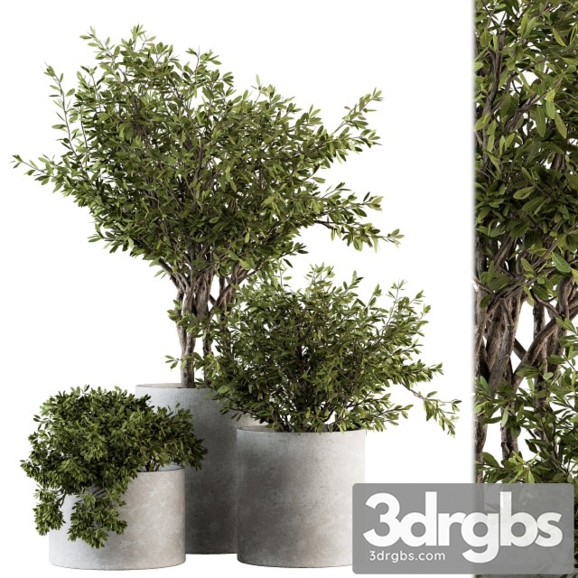 Outdoor Plants Tree Concrete Pot Set 141 3dsmax Download - thumbnail 1