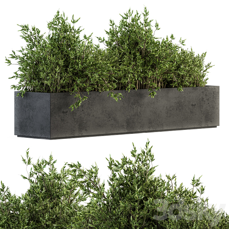 Outdoor Plants tree in Concrete Box – Set 126 3DS Max Model - thumbnail 1