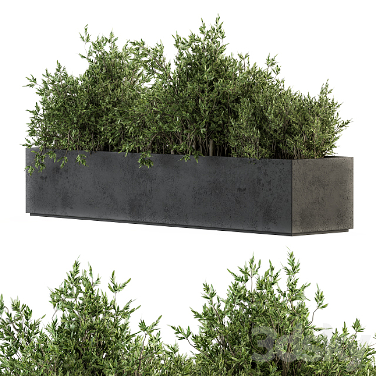 Outdoor Plants tree in Concrete Box – Set 126 3DS Max Model - thumbnail 2