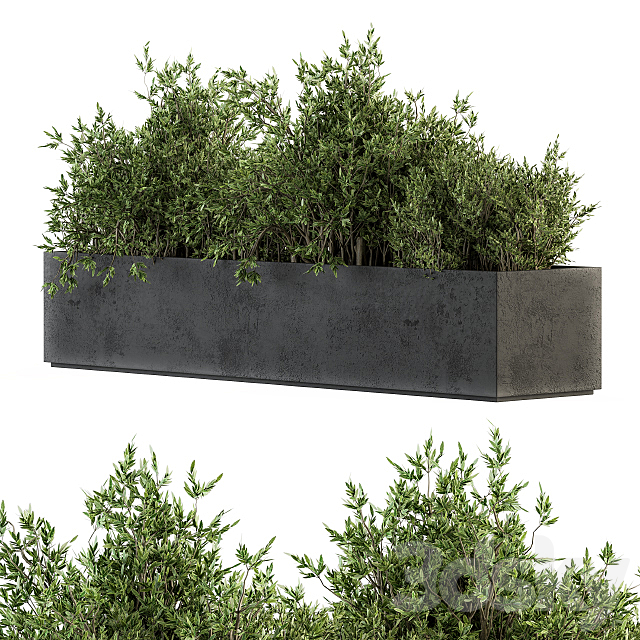 Outdoor Plants tree in Concrete Box – Set 126 3DS Max Model - thumbnail 2