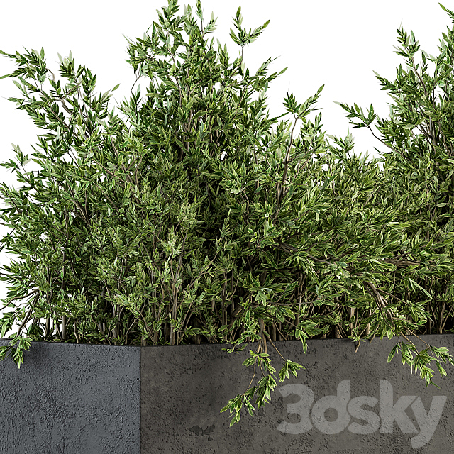 Outdoor Plants tree in Concrete Box – Set 126 3DS Max Model - thumbnail 3