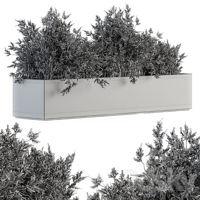 Outdoor Plants tree in Concrete Box – Set 126 3DS Max Model - thumbnail 5