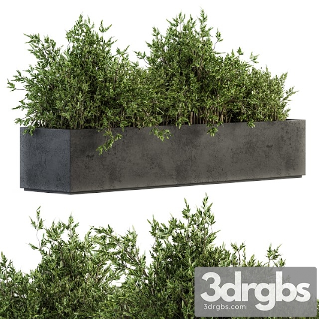 Outdoor Plants Tree In Concrete Box Set 126 3dsmax Download - thumbnail 1