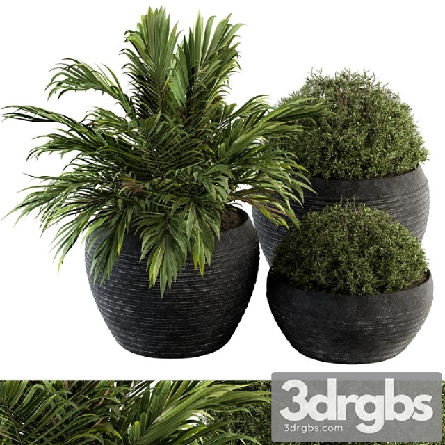 Outdoor plants tree in concrete pot – set 104 - thumbnail 1