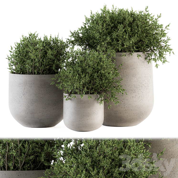 Outdoor Plants tree in Concrete pot – Set 125 3DS Max - thumbnail 1