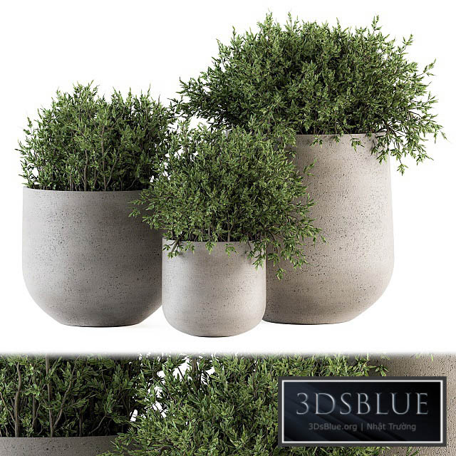 Outdoor Plants tree in Concrete pot – Set 125 3DS Max - thumbnail 3